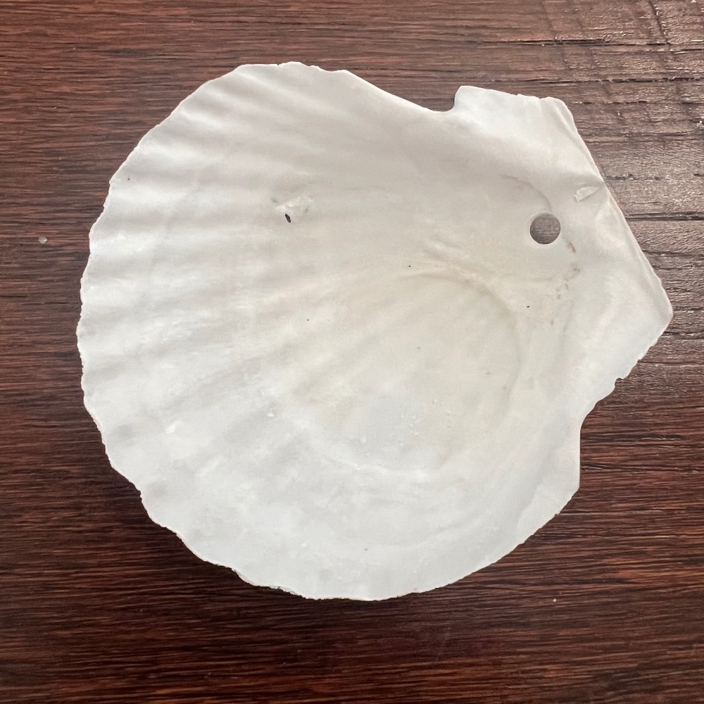 Large Lot of White Scallop Shells - Crafting - Home Decor w/Drill Hole
